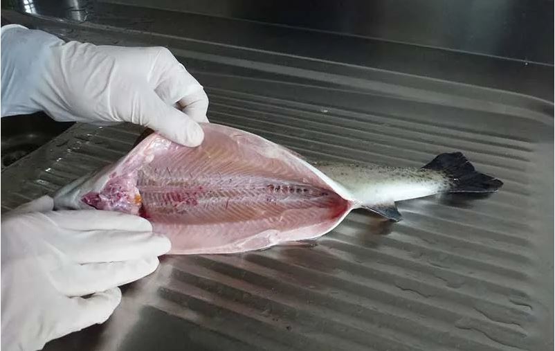 Set za čišćenje pranje iznutrica utrobe ribe 1 JPG